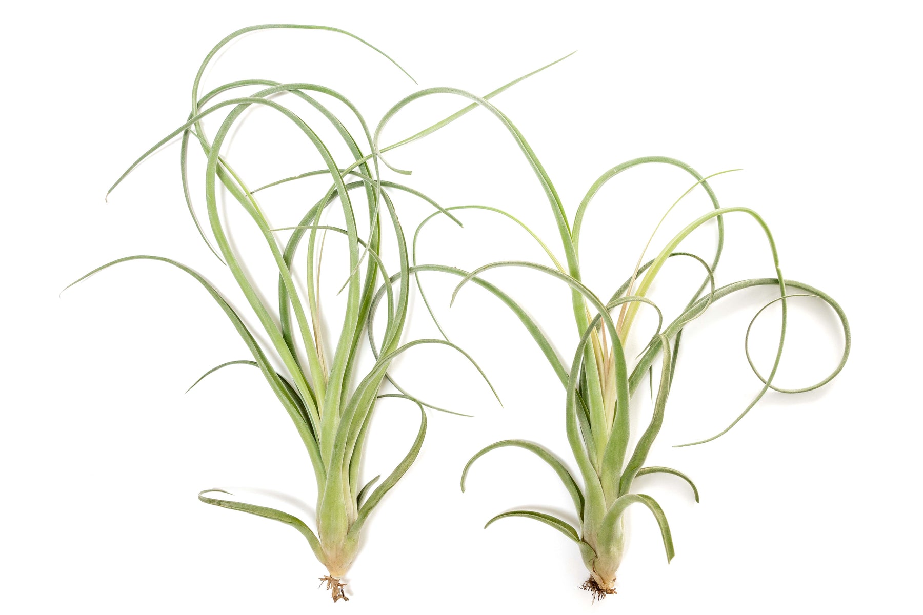 curly locks air plant Tillandsia Curly Slim Air Plant (T. intermedia x T. streptophylla)