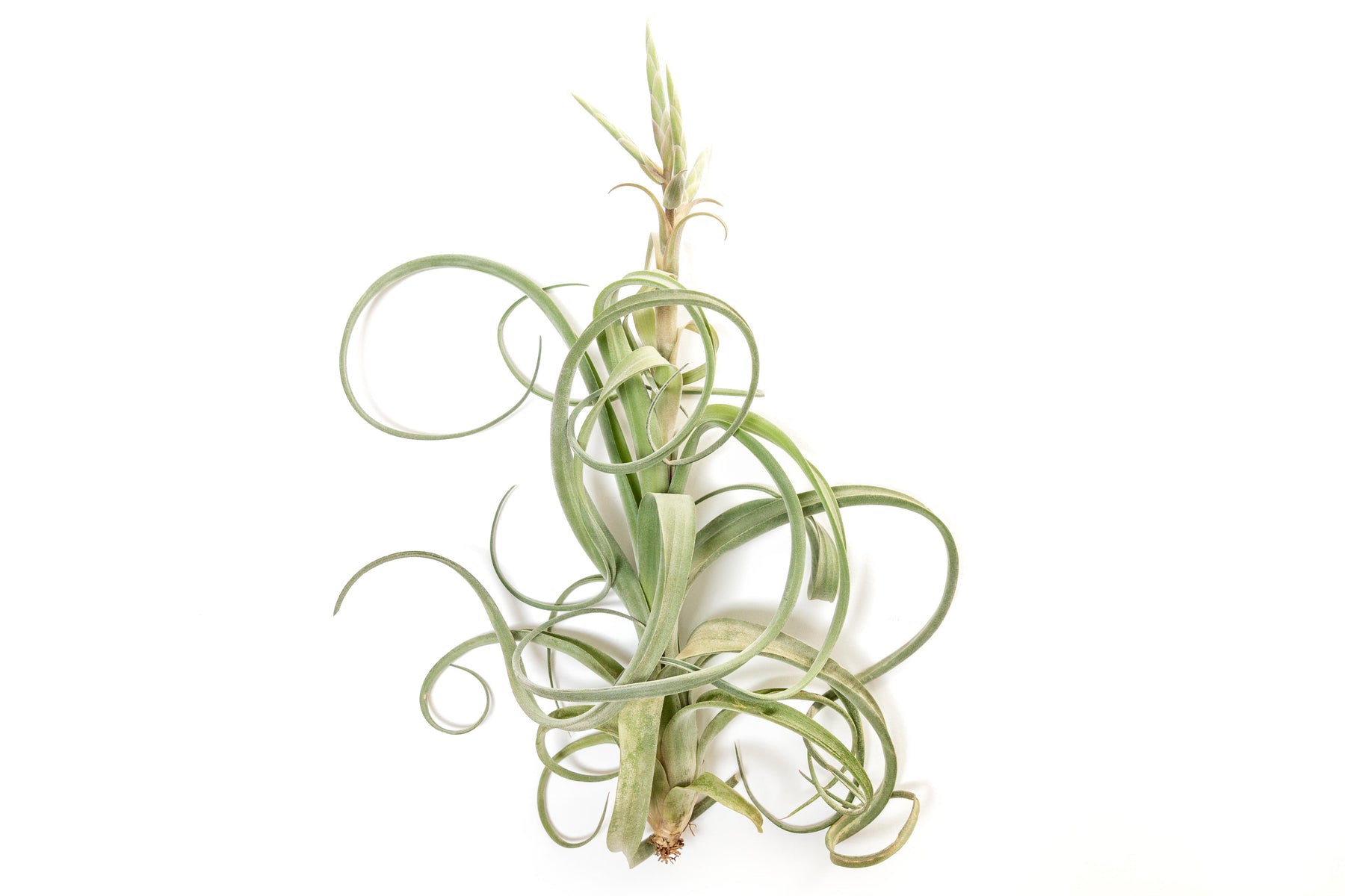 air plant curly Tillandsia Curly Slim Air Plant (T. intermedia x T. streptophylla)