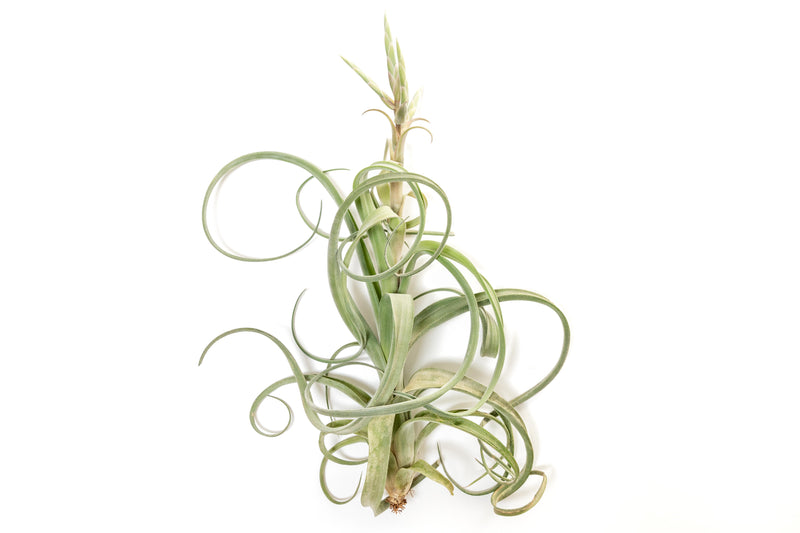Tillandsia Curly Slim Air Plant (T. intermedia x T. streptophylla)