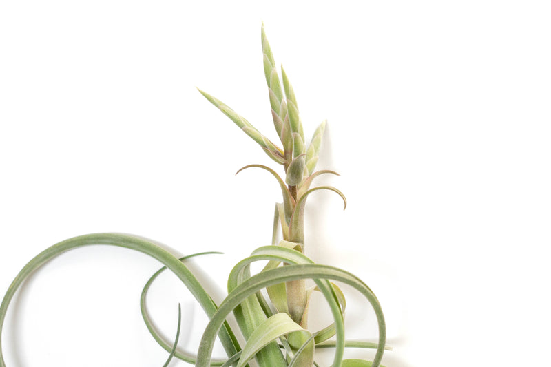 Wholesale: Tillandsia Curly Slim Air Plant (T. intermedia x T. streptophylla) - Large Variant