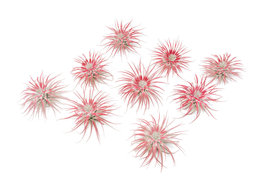 peppermint inspired red painted tillandsia tectorum air plants