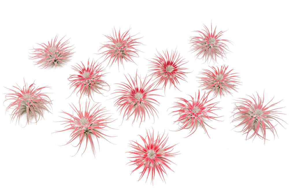 peppermint inspired red painted tillandsia tectorum air plants