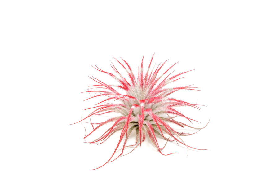 peppermint inspired red painted tillandsia tectorum air plant