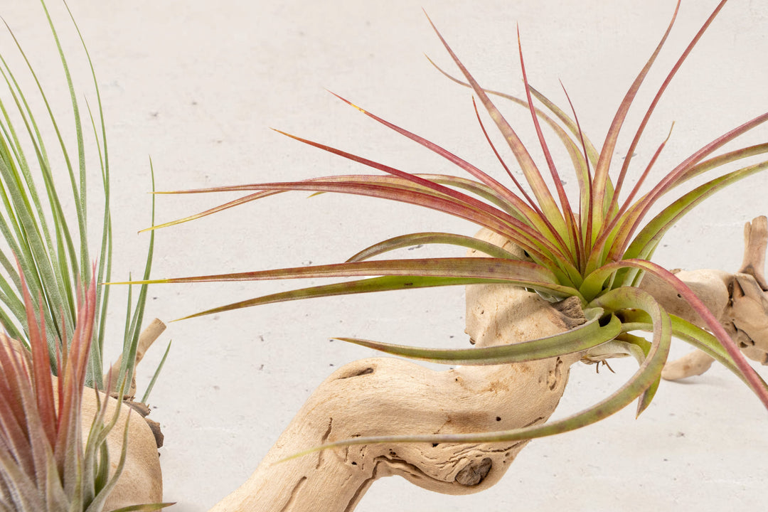 close up of tillandsia sparkler air plant on grapewood