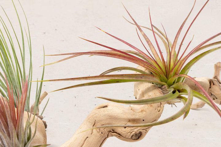 close up of tillandsia sparkler air plant on grapewood