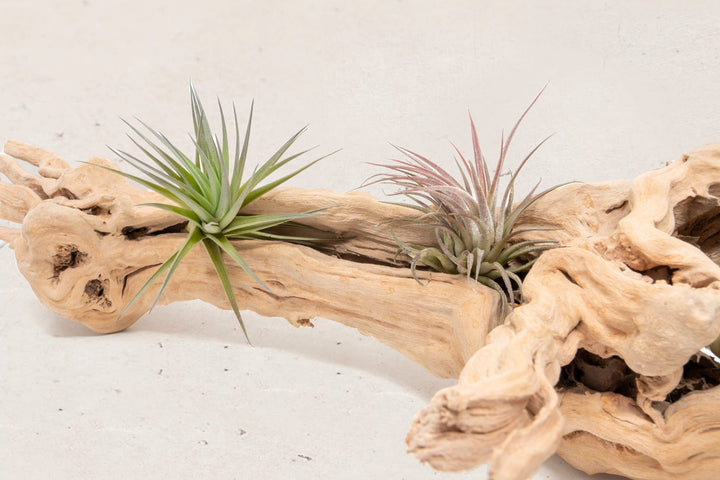 close up of tillandsia aeranthos and ionantha guatemala air plants on grapewood