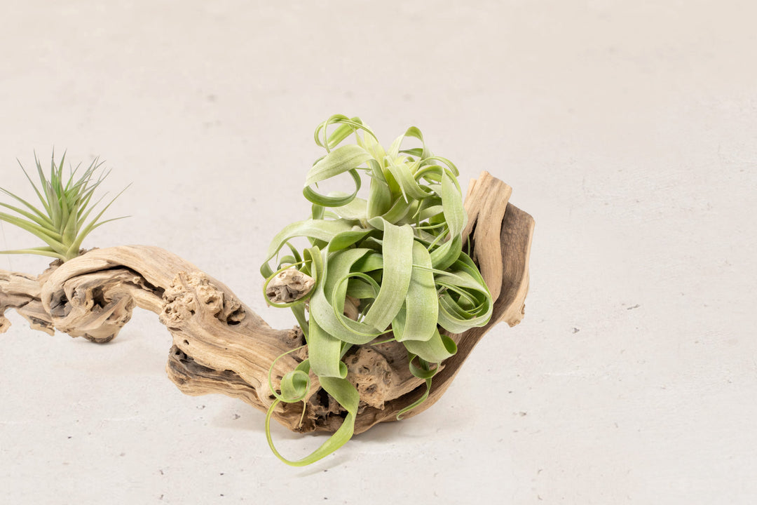medium single branch grapewood with assorted tillandsia air plants