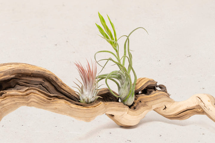close up of tillandsia ionantha guatemala and caput medusae air plants on grapewood