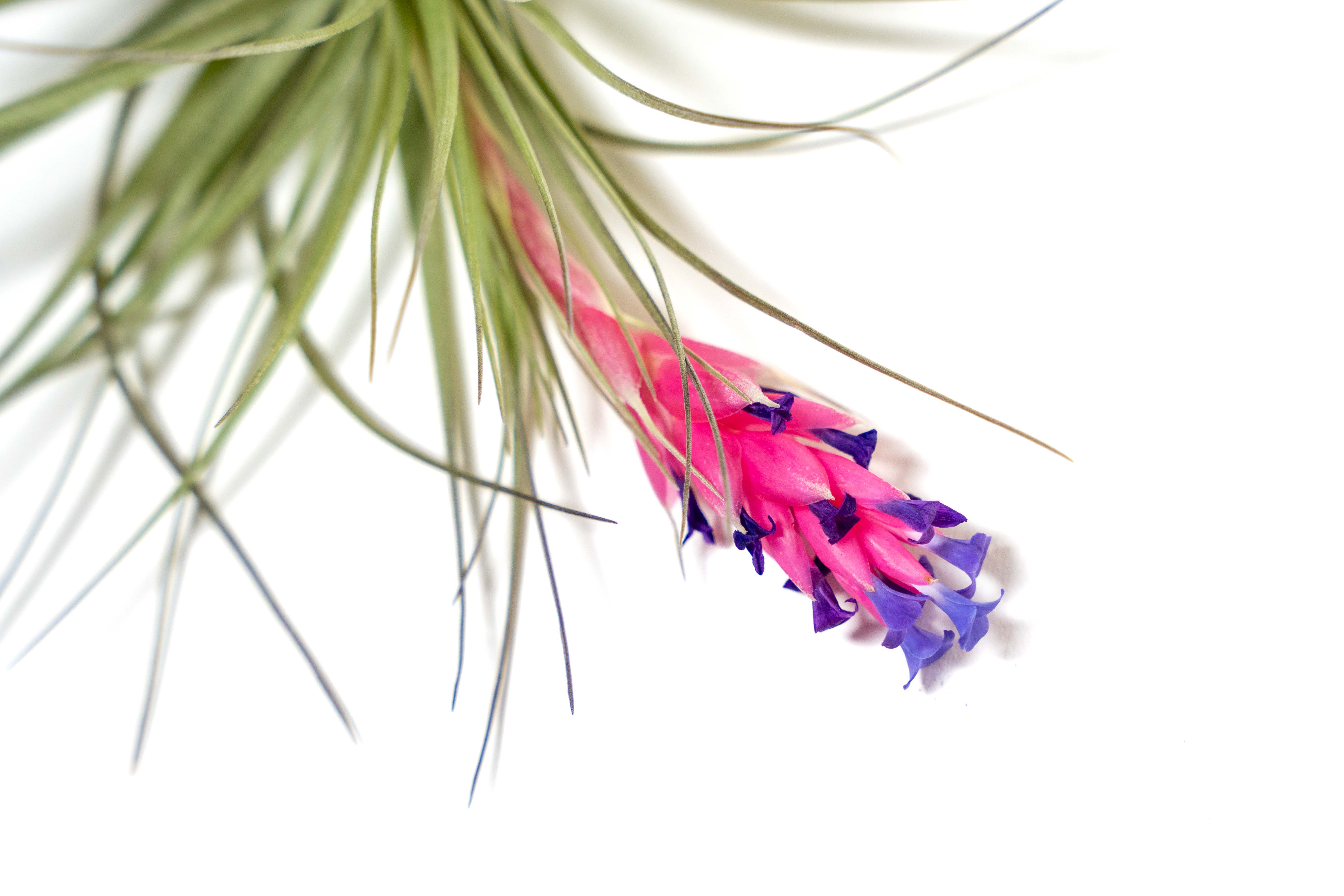 Tillandsia 'Midnight' Stricta Air Plant – Air Plant Design