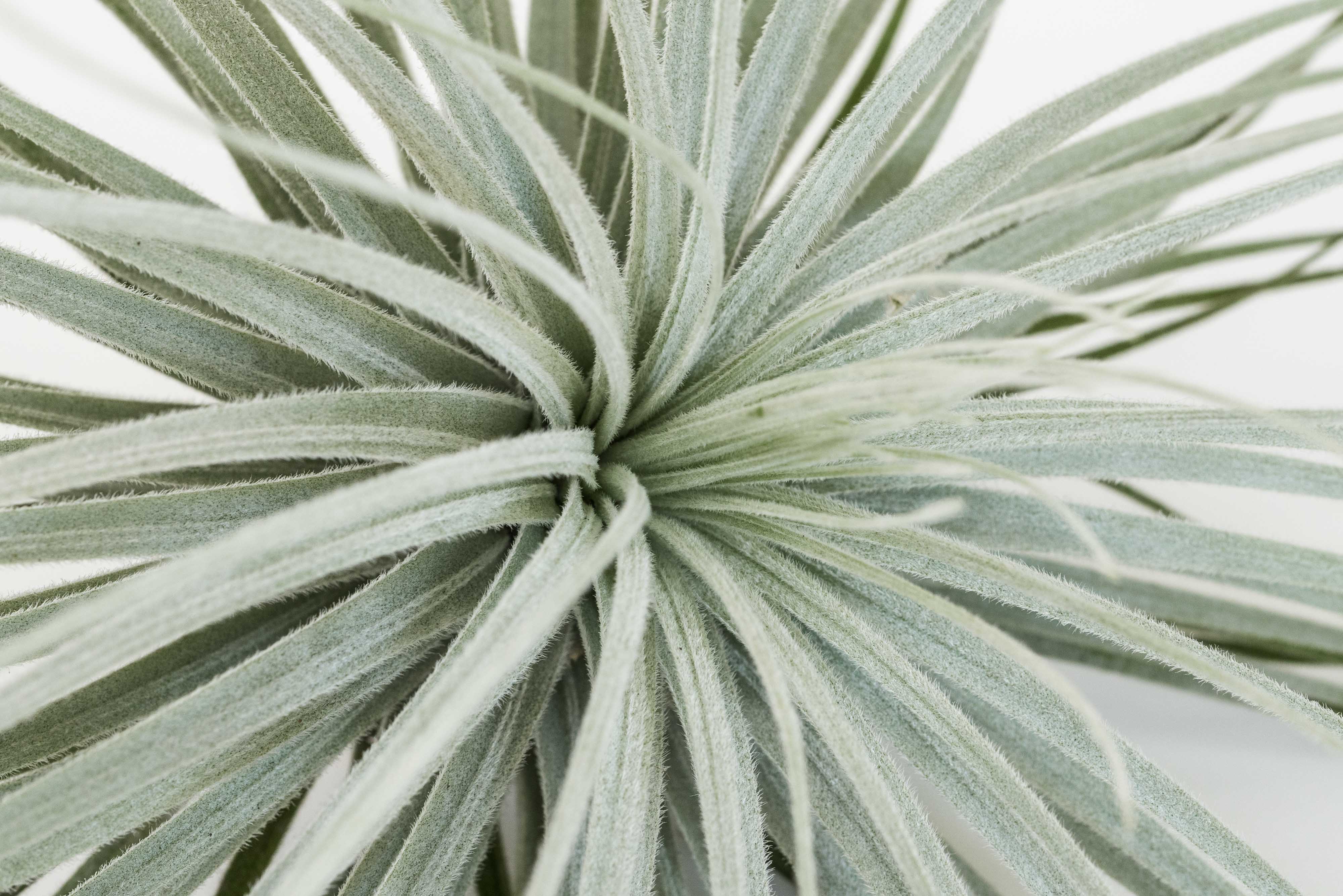 Large Tillandsia Air Plants | Shop Today | Air Plant Design Studio
