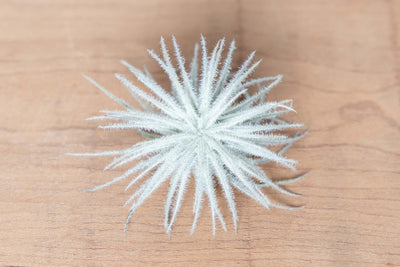 Mini Tillandsia Tectorum Ecuador Air Plant