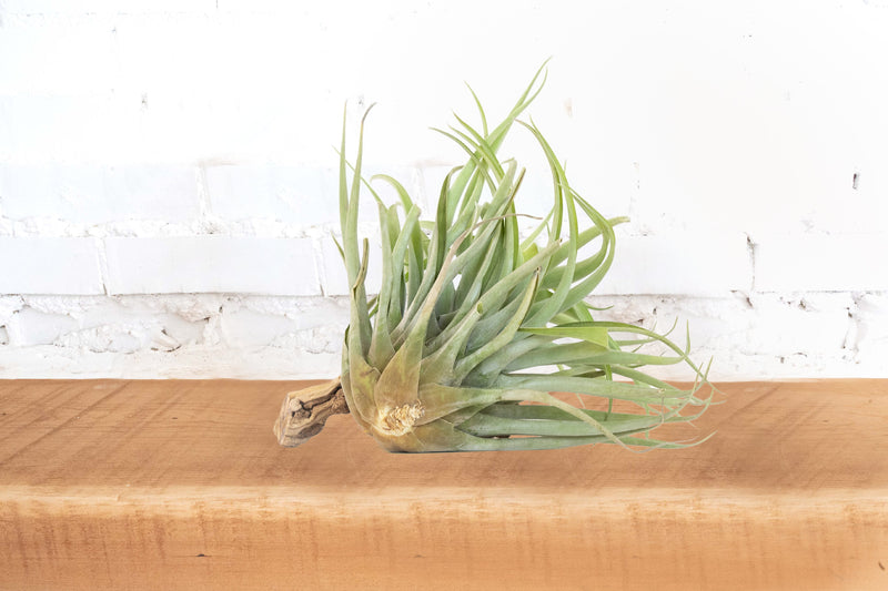 Tillandsia Capitata Salmon Air Plant