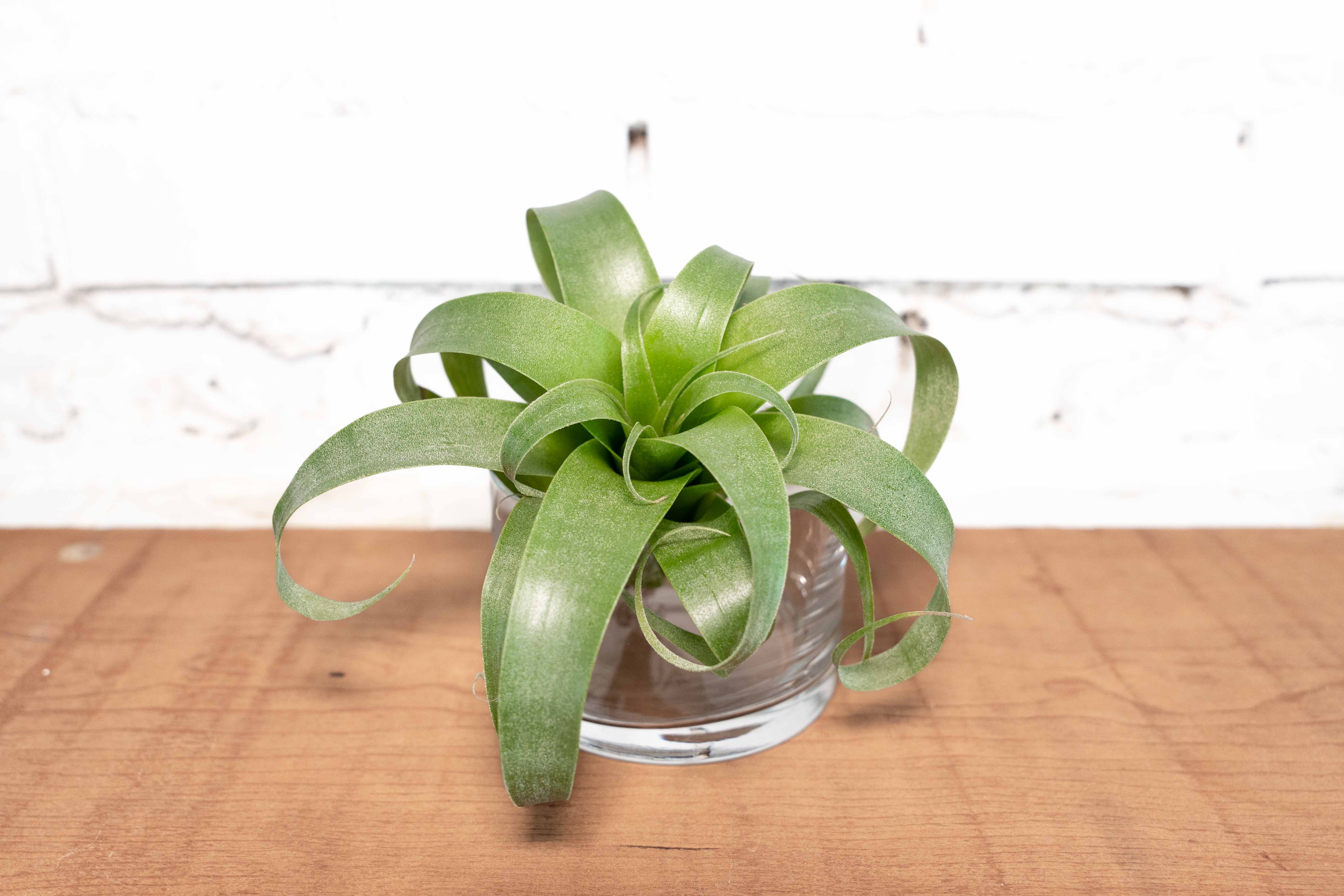 Tillandsia angulosa HR7251 Tillandsia 