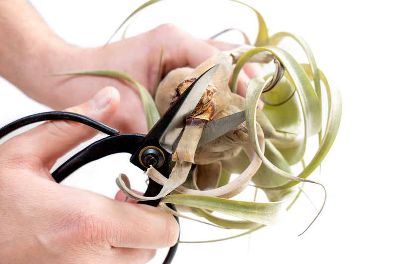 Bonsai-Style Pruning Scissors for Tillandsia Air Plants