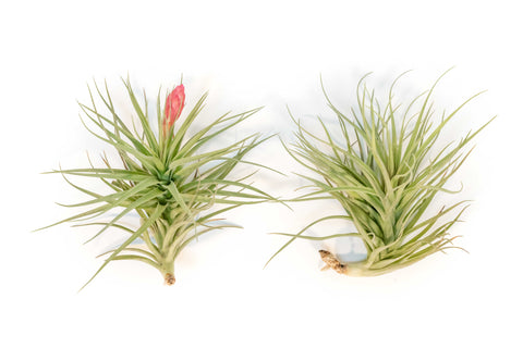 ヒルタ Tillandsia Tillandsia_Air_Plant_Stricta85