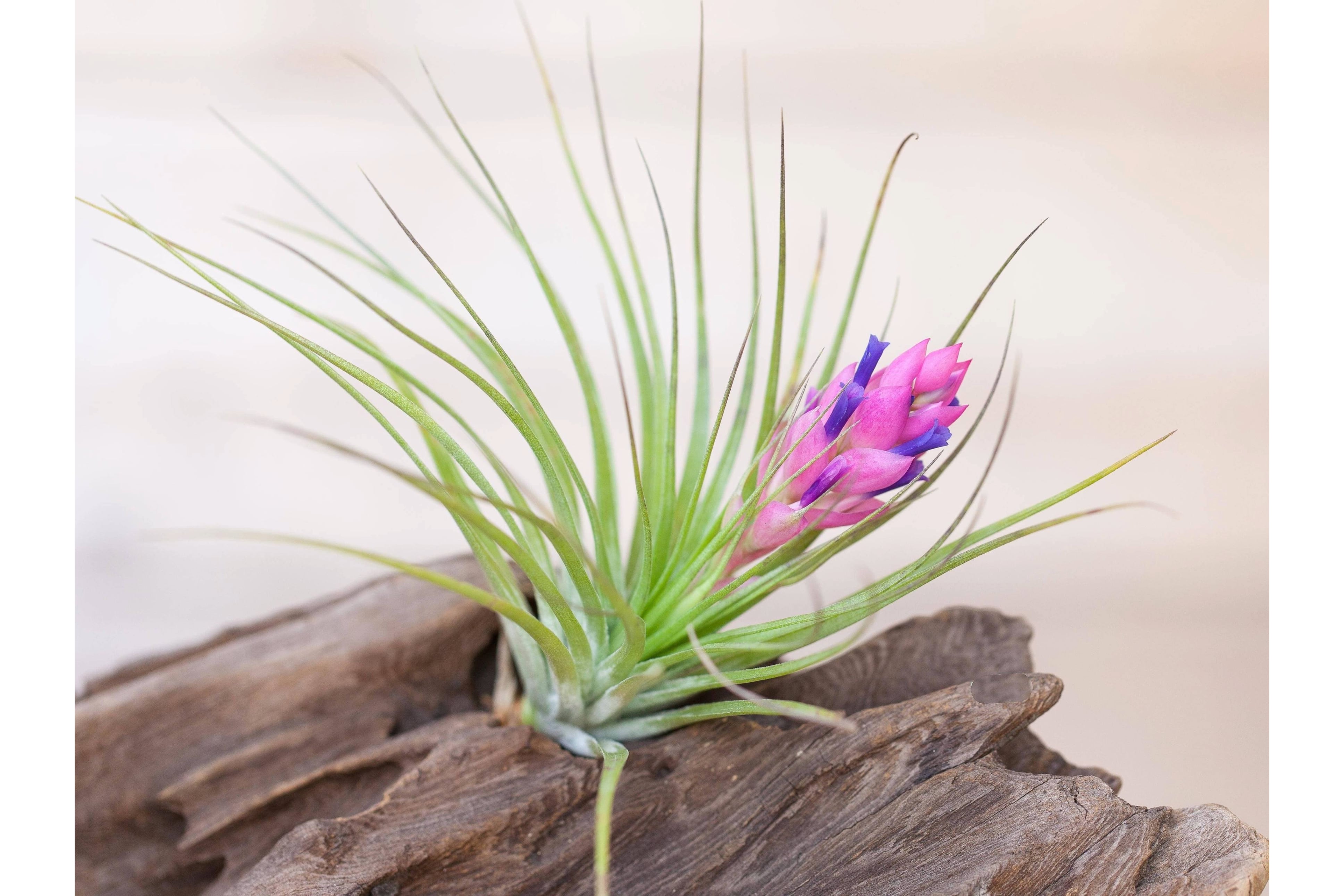 Tillandsia Stricta Air Plants – Air Plant Design Studio