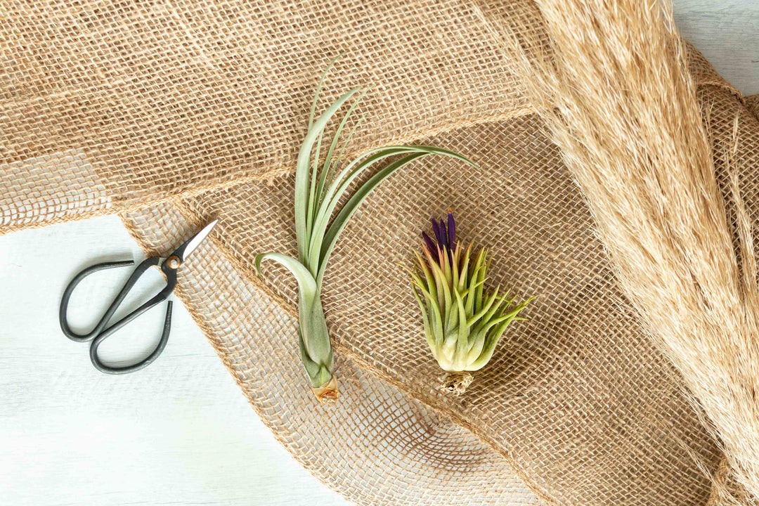 Tillandsia balbisiana, ionantha Huamelula and pruning scissors displayed on burlap 