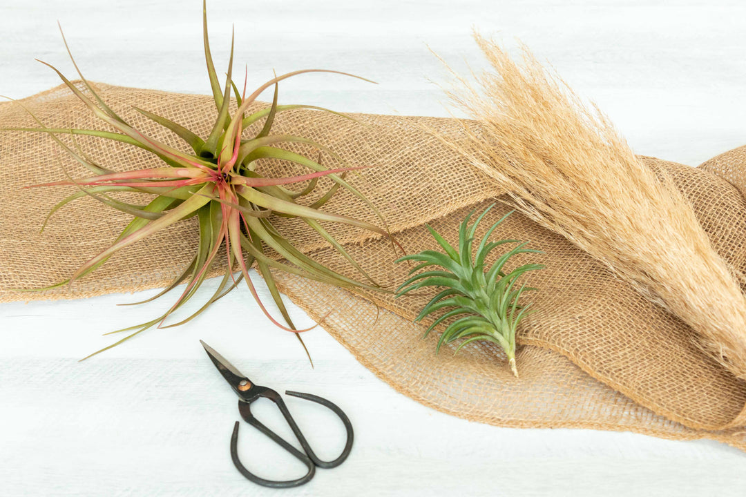Tillandsia abdita, neglecta and pruning scissors displayed on burlap 