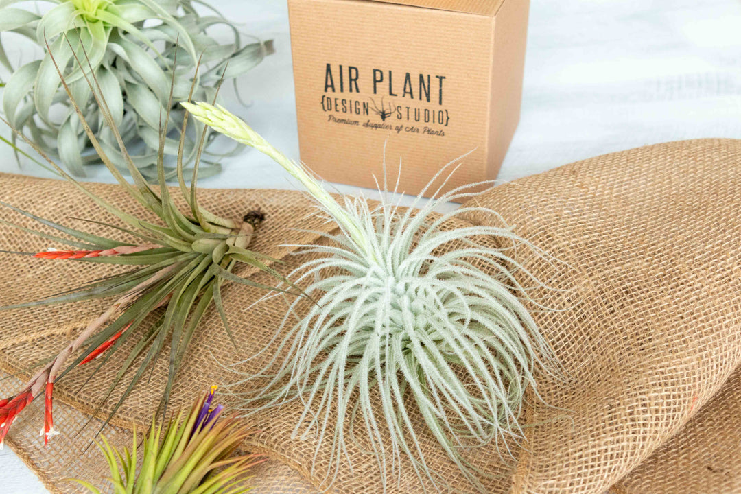 Tillandsia cacticola, ionantha Huamelula, concolor, giant blooming tectorum and pruning scissors displayed on burlap along side a branded gift box