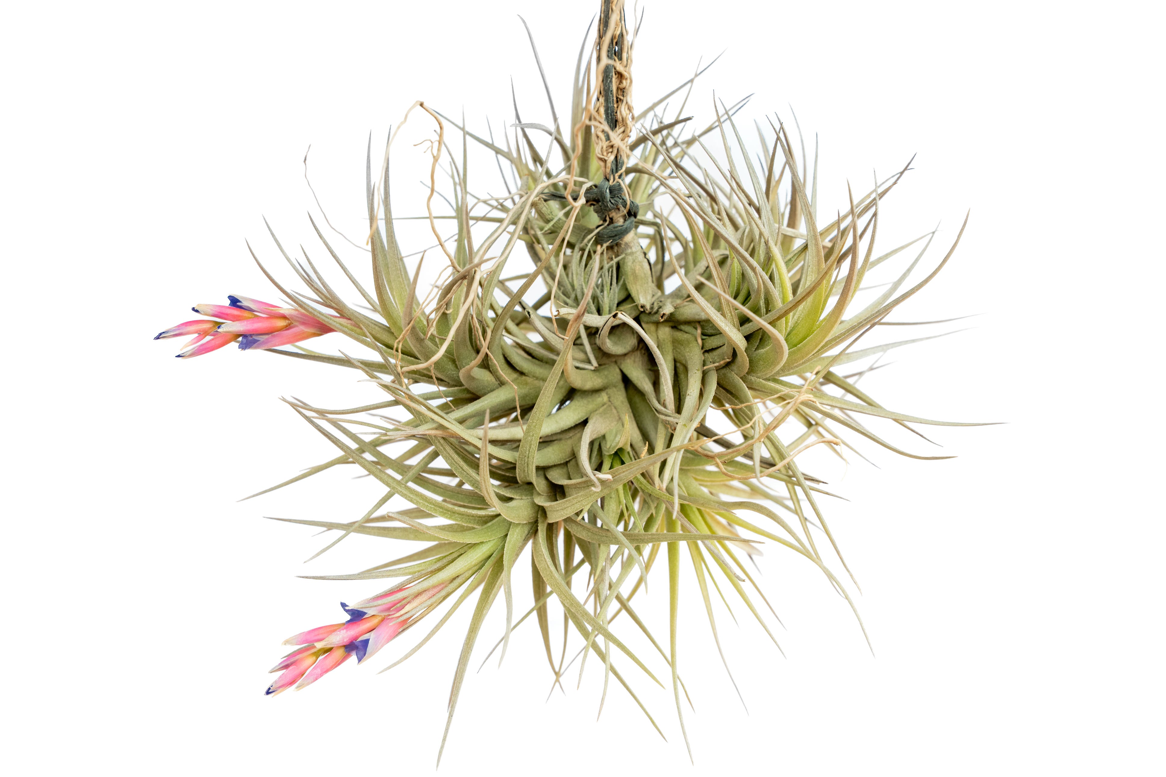 Bromeliads in Australia - Tillandsia roseiflora