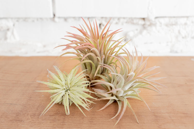 3 Tillandsia Ionatha Rubras of Varying Sizes