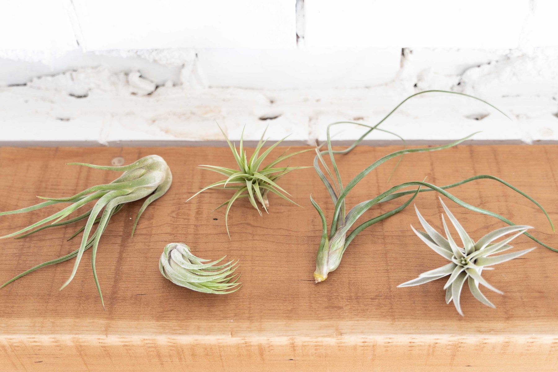 air plant collection Wholesale: Beginner's Choice Tillandsia Air Plant Collection