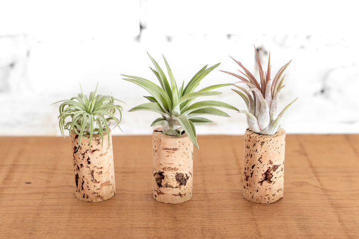 Wine Cork Planter with Tillandsia Air Plants