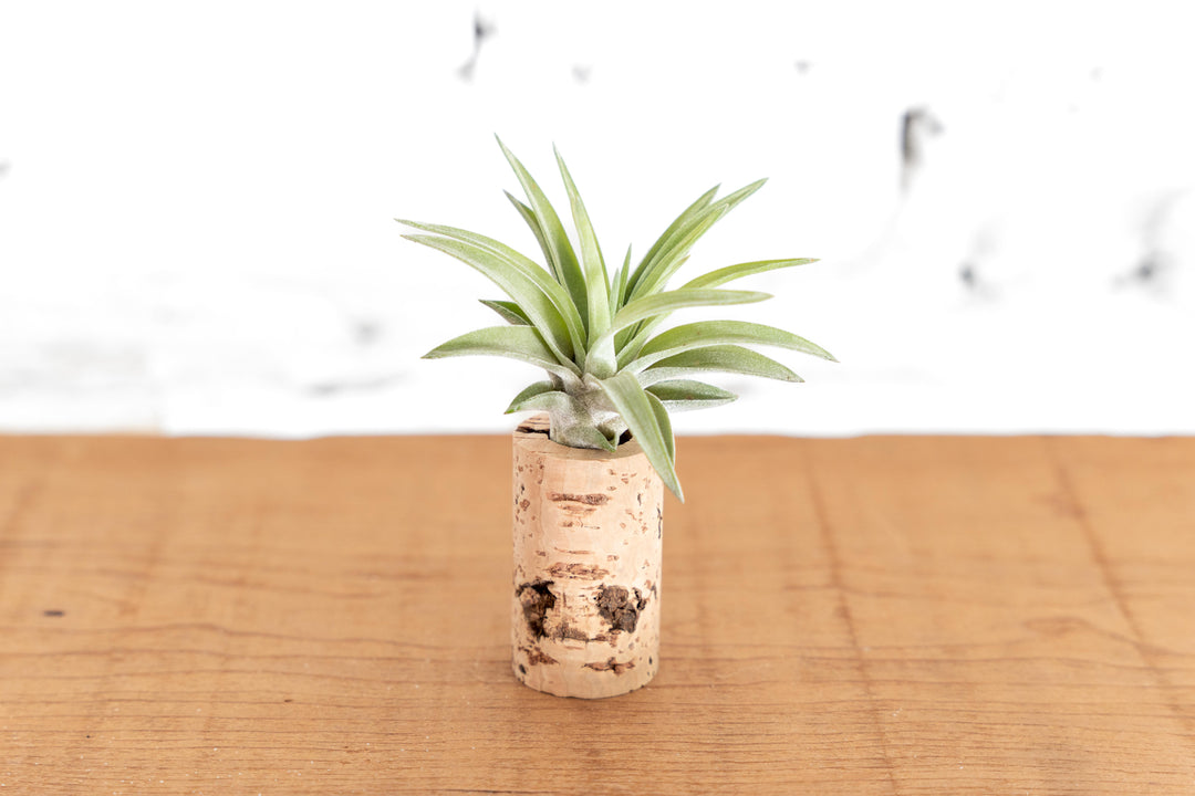 Wine Cork Planter with Tillandsia Air Plants