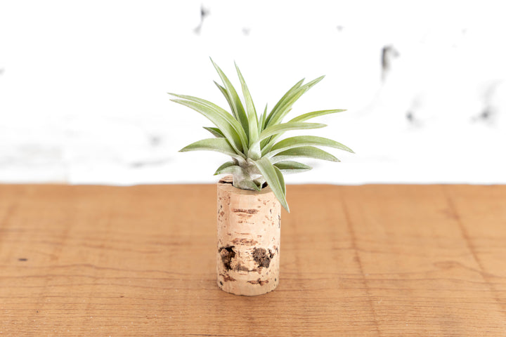 Wine Cork Planter with Tillandsia Air Plants