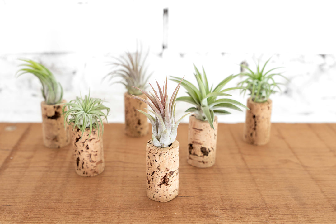 Wine Cork Planter with Tillandsia Air Plants