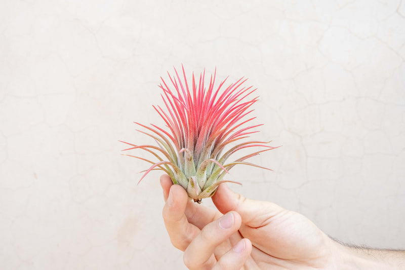 Sale Packs - 40% Off -  XL Tillandsia Ionantha Rubra