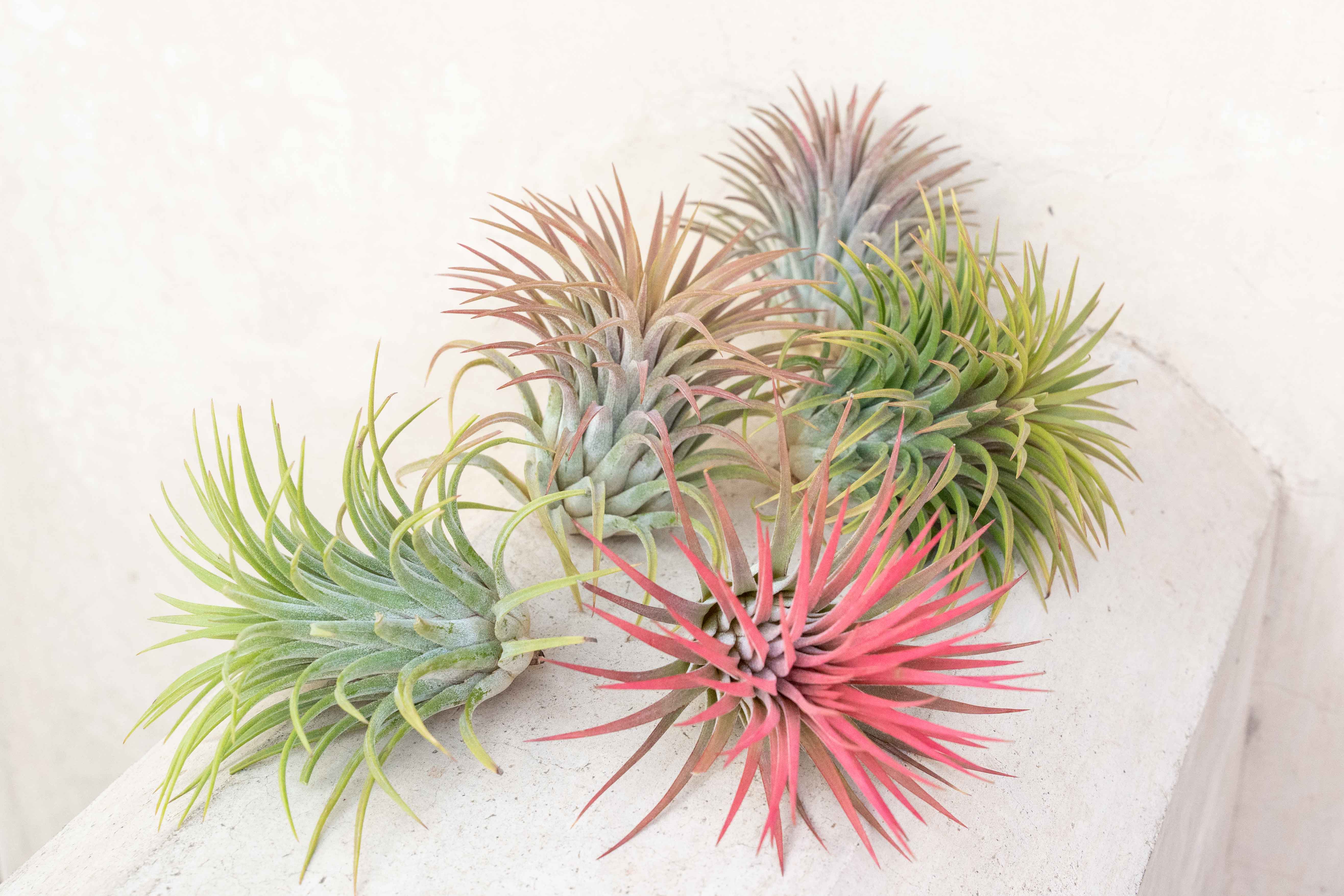 ブロメリア・エアープランツ Tillandsia 'BC' x ionantha'Ron' YCB Wholesale XL Tillandsia Ionantha Rubra Air Plants – Air Plant