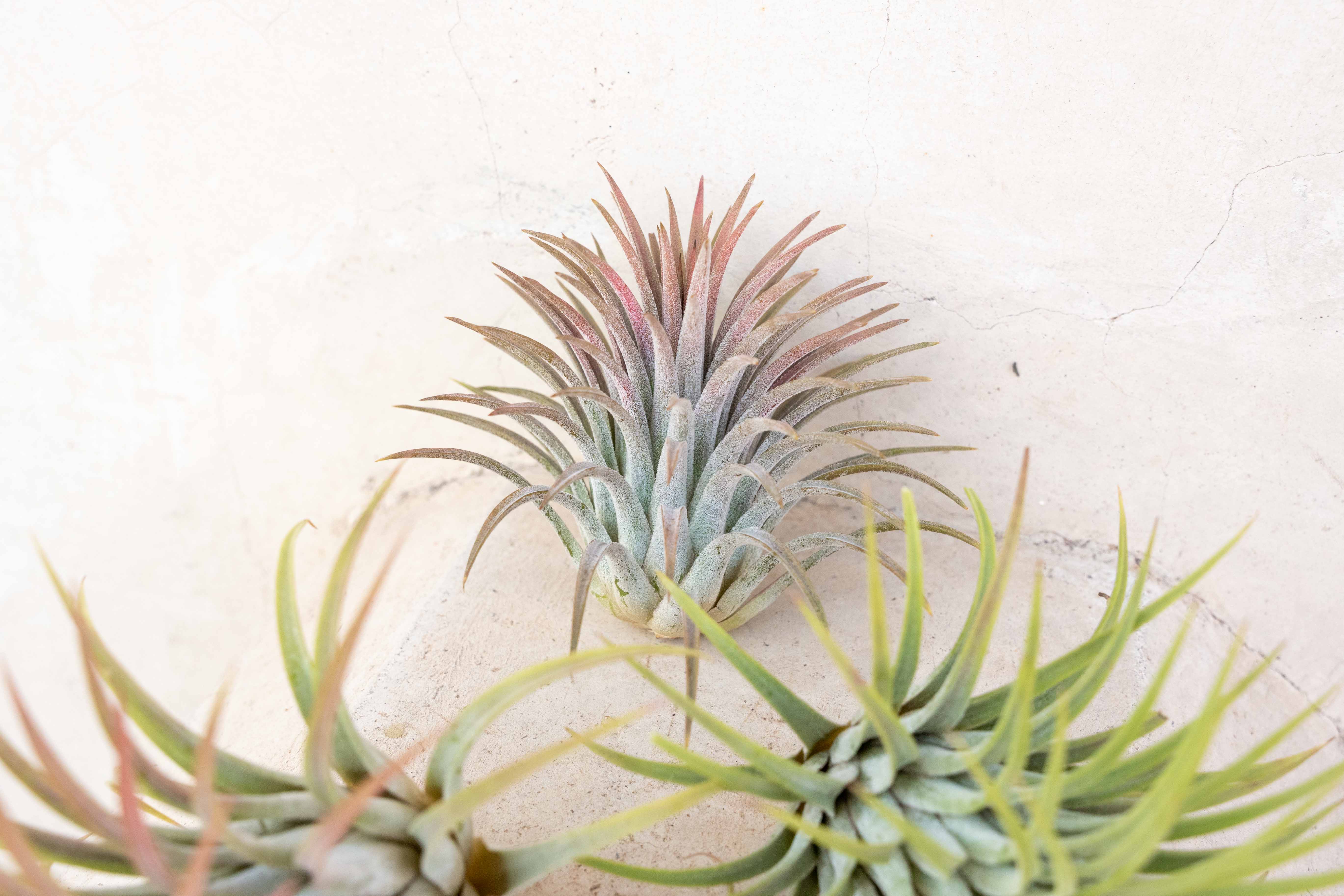 Wholesale XL Tillandsia Ionantha Rubra Air Plants – Air Plant