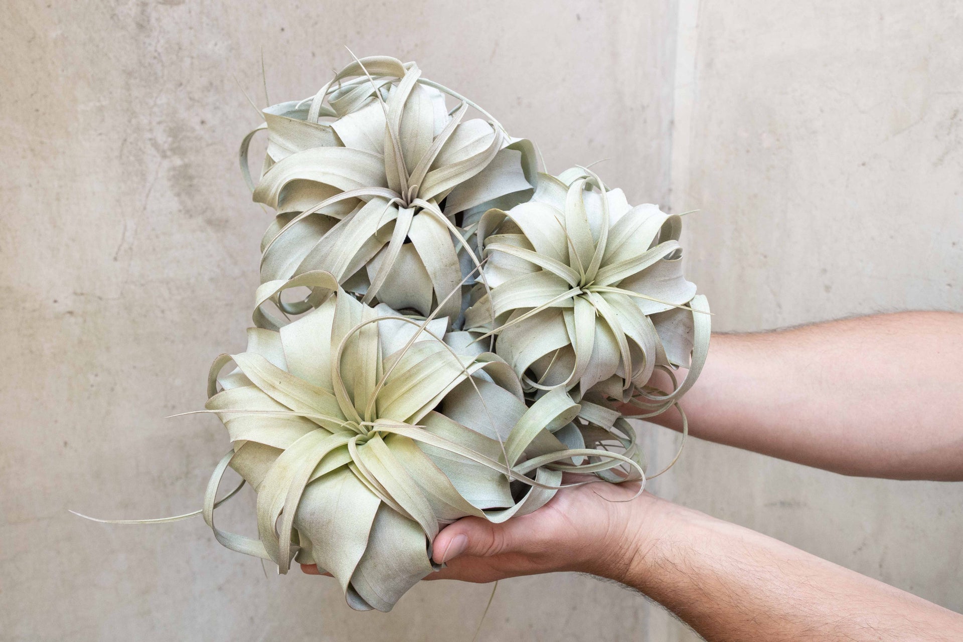 zero graphics air plant Tillandsia Xerographica Air Plants