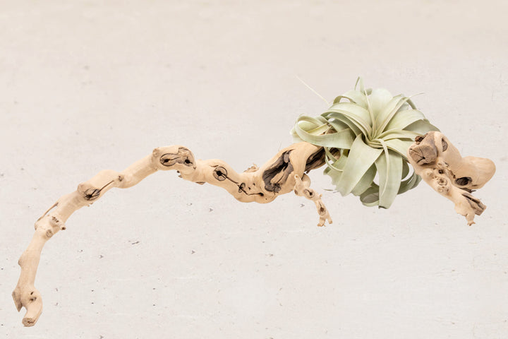 medium single branch grapewood with tillandsia xerographica air plant