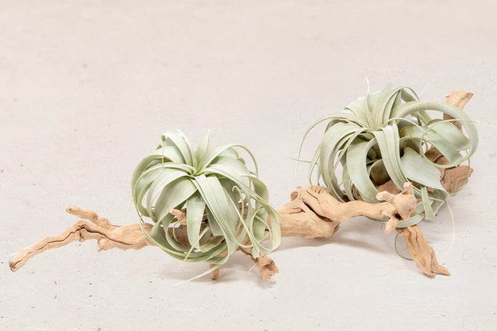large multi-branch grapewood with two tillandsia xerographica air plants