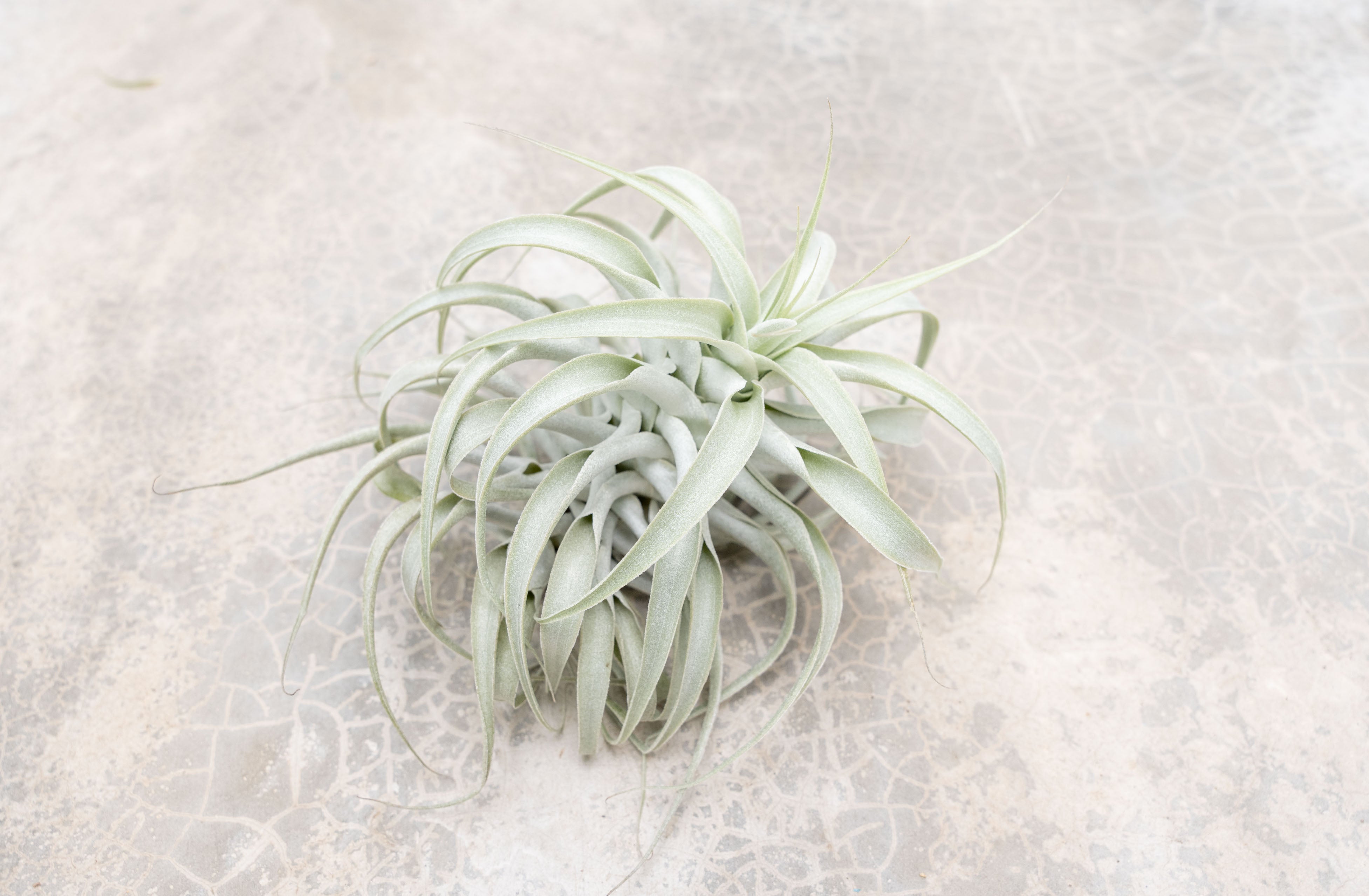 Tillandsia Cacticola Air Plants – Air Plant Design Studio Tillandsia Cacticola Air Plants – Air Plant Design Studio