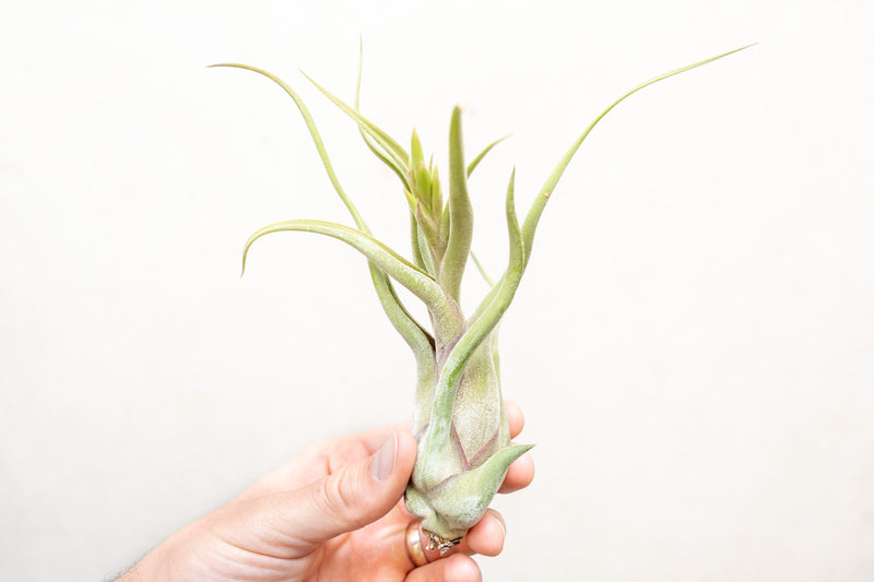 Tillandsia Caput Medusae Air Plant with Bloom Spike