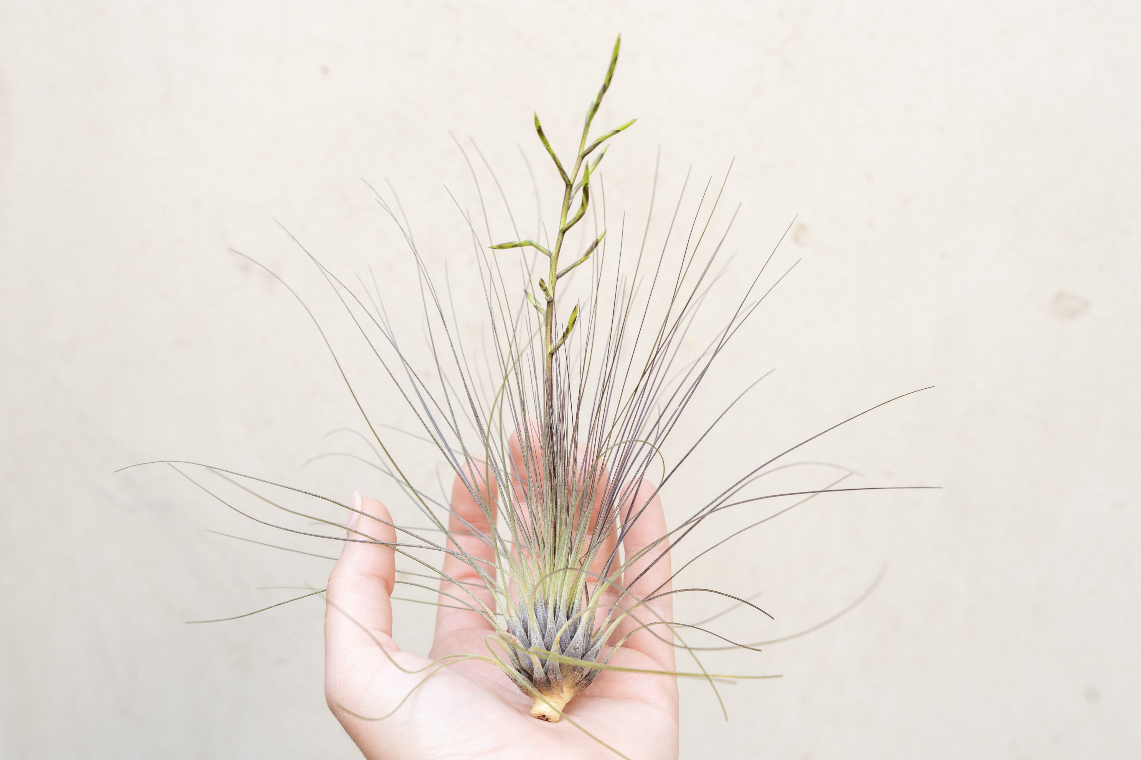 Wholesale: Tillandsia Filifolia Air Plants – Air Plant Design Studio