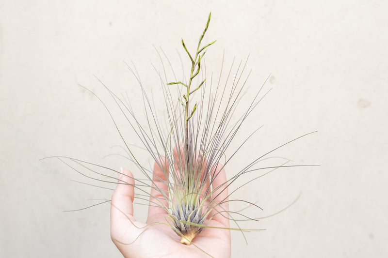Wholesale: Tillandsia Filifolia Air Plants