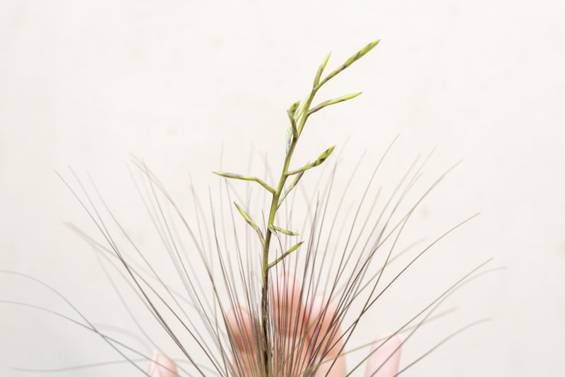 Wholesale: Tillandsia Filifolia Air Plants