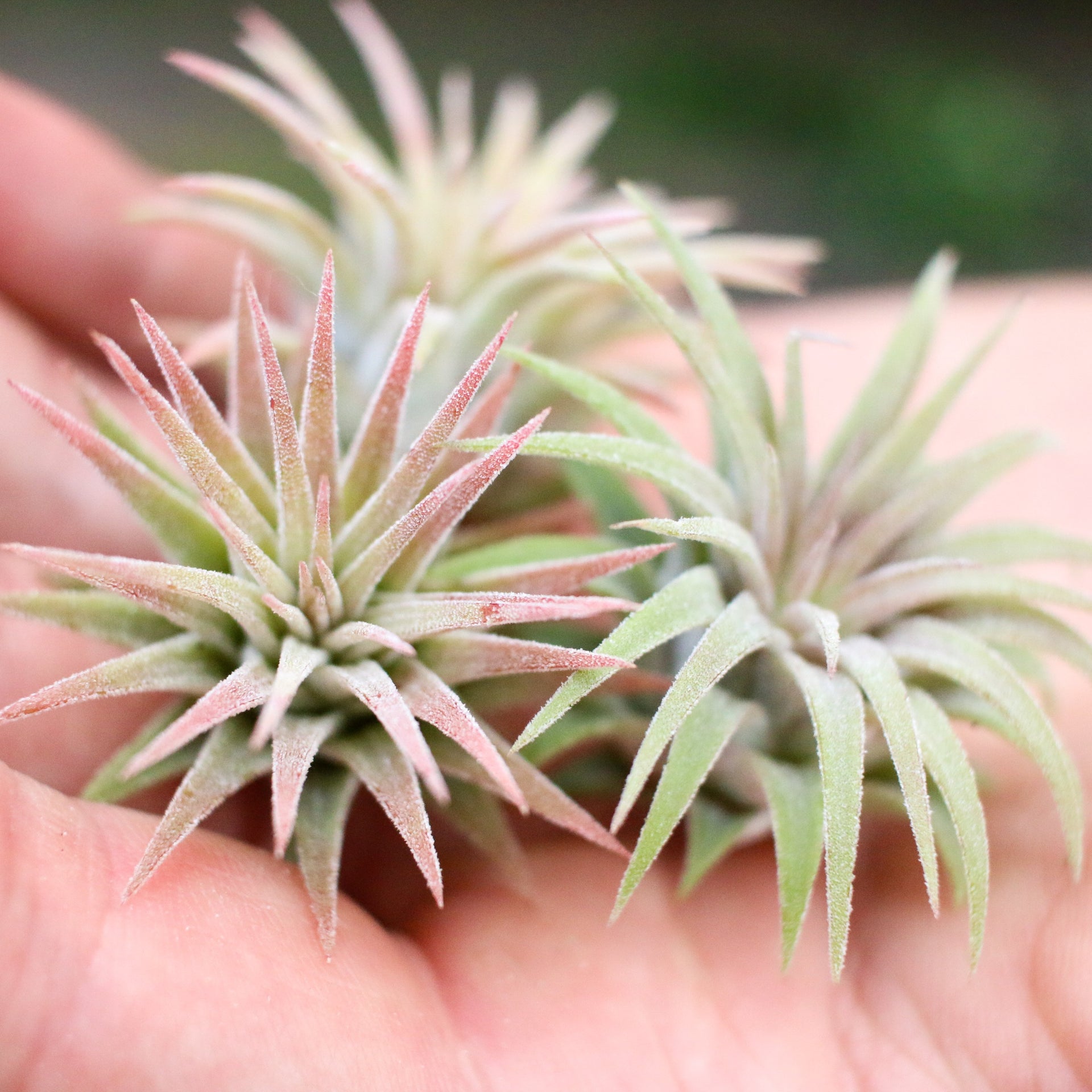 Tillandsia Ionantha Mexican Air Plants – Air Plant Design Studio