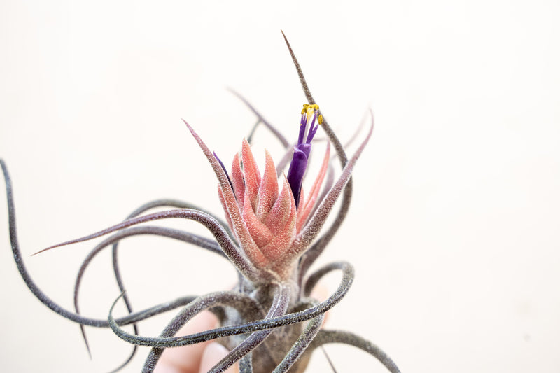 Tillandsia Pruinosa Air Plant with Pink Bud and Purple Blooms