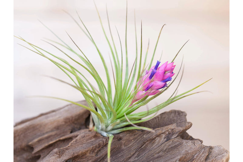 Tillandsia "Green" Stricta Soft Air Plant [In Bloom Now]