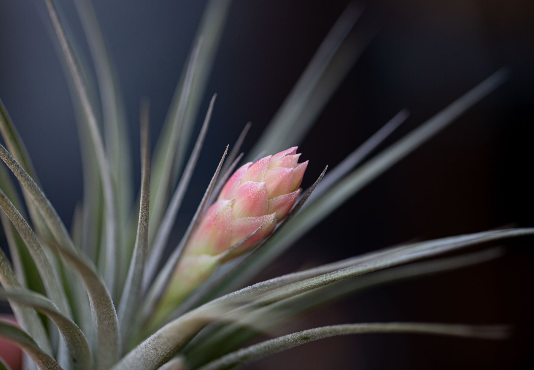 houston dark pink air plant Tillandsia 'Houston' Stricta Air Plant