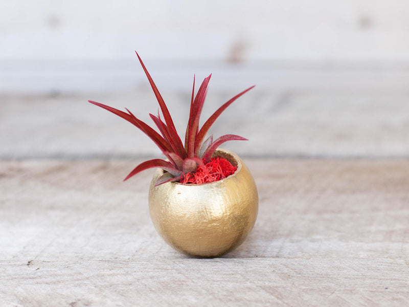 Wholesale Metallic Gold Pod with Assorted Tillandsia Air Plants