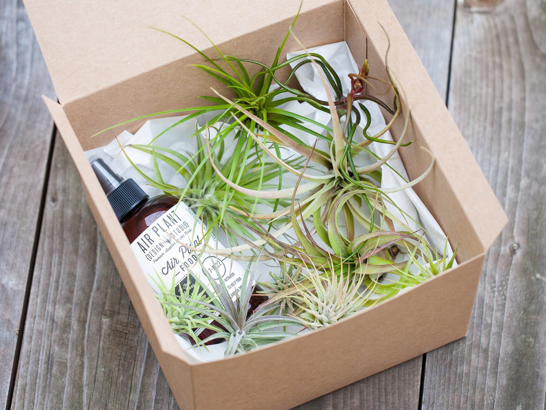 Assorted Tillandsia Air Plants and Ready to Use Fertilizer in a Gift Box
