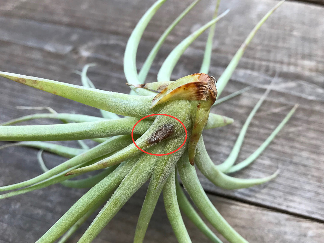 tillandsia stricta air plant with rot spot on leaf