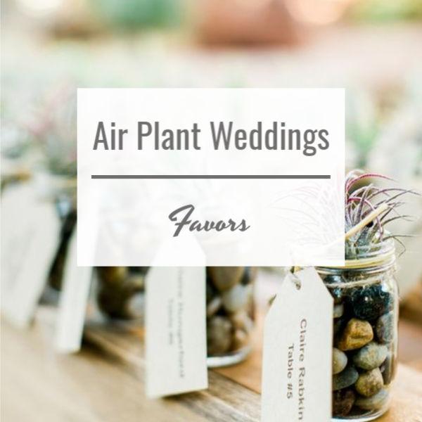 Air Plant Weddings, Favors - mason jars with pebbles and tillandsia ionantha air plants