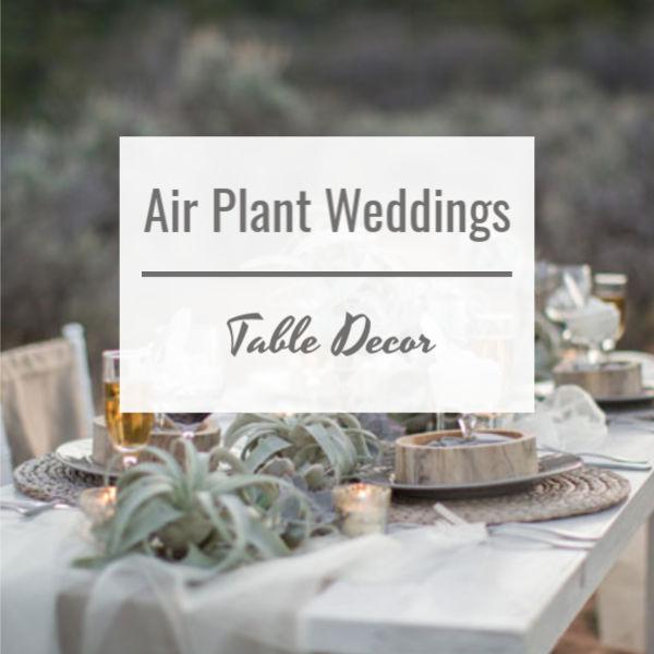 Air Plant Weddings, Table Decor - table setting with tillandsia xerographica center pieces